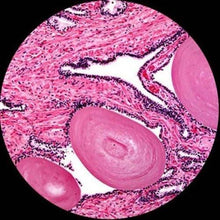 AmScope M150 Series Portable Student Monocular Compound Microscope - 40X-1000X Magnification - Features LED Light & 25 Prepared Slides - Has Coarse & Fine Focus